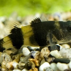 2X Firemouth Cichlids Stunning Live Fish 1" - 1.5" African Cichlid Thorichthys