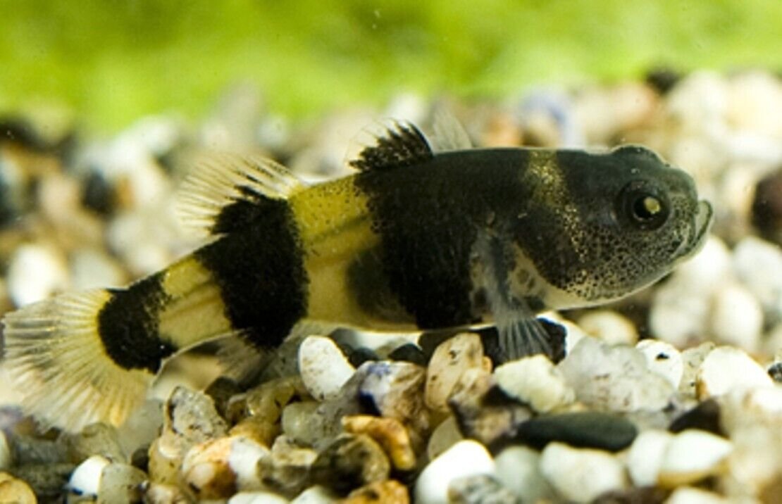 57_785bae05-6f0a-462b-a545-bf6b57e4b092.jpg 2X Firemouth Cichlids Stunning Live Fish 1" - 1.5" African Cichlid Thorichthys