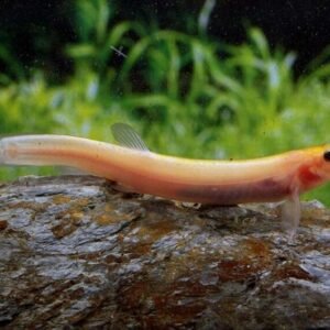 1 Pair Apistogramma Trifasciata Live Tropical Aquarium Fish FAST SHIP