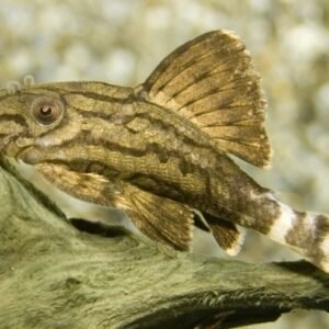 2 Red Hook 4"-5" Large Awesome schooling fish Live Fish You know you want these!