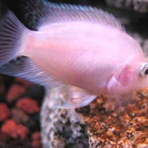 🐼 5 Golden Panda Molly - Awesome Healthy Lively ! 🌿 Live Fish