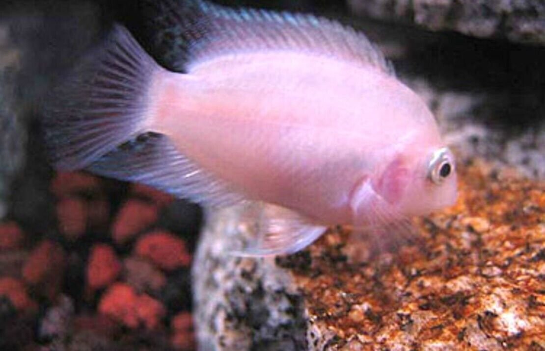 57_7b7f5f8e-21fb-48f7-8ebf-d33551ac1f6e.jpg πΌ 5 Golden Panda Molly - Awesome Healthy Lively ! πΏ Live Fish
