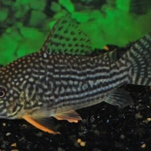 2 Golden Blue Eye Ancistrus 1.5" Pleco Live Fish FAST SHIP Gotta have one!