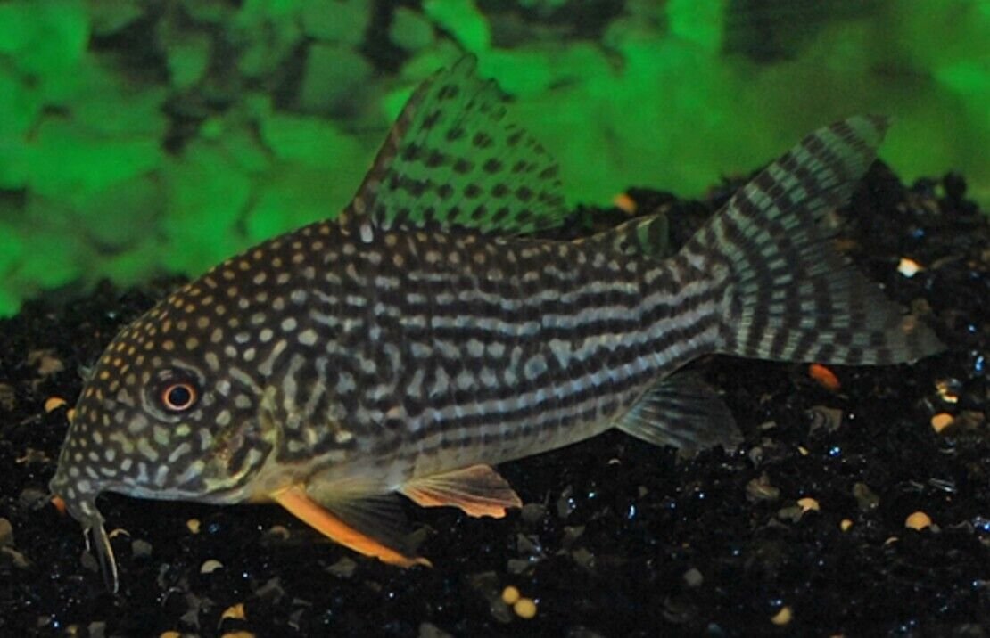 57_7ba7e155-d047-4e66-a93d-c4e8336a9165.jpg 2 Golden Blue Eye Ancistrus 1.5" Pleco Live Fish FAST SHIP Gotta have one!