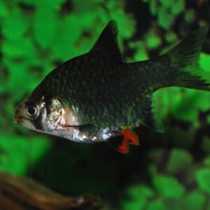 5x GREEN NEON SWORD Hard to find Freshwater Live Fish FAST SHIP