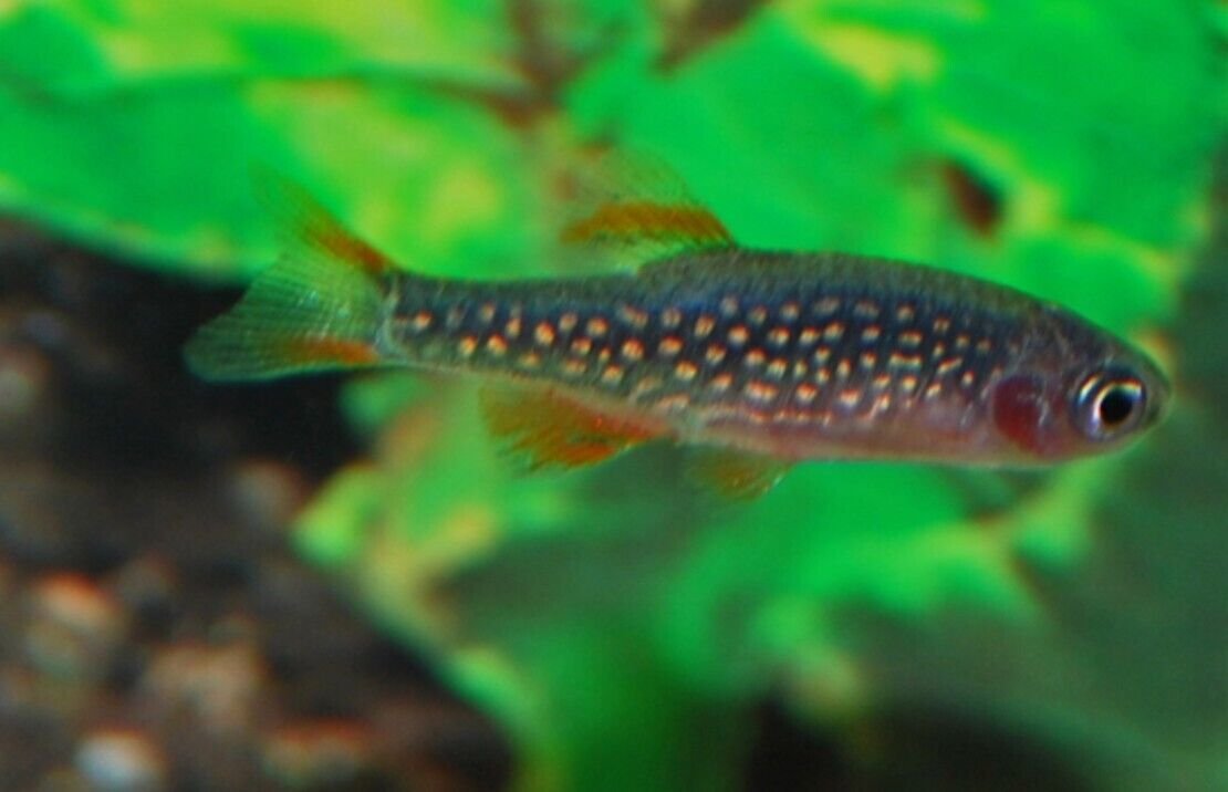 57_7c9842ed-cc47-40dc-98d0-563b8341ae36.jpg 5 MALE Green Snakeskin Guppy Great quality Live Fish Nice and Healthy Fish