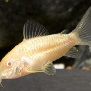 12, 24, 36, Neon Tetra (Medium size) Mesmerizing Vibrant Live Fish for your