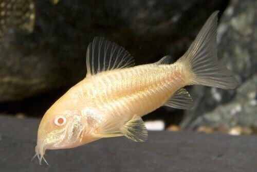 57_7d0039cc-c1f3-4243-a0b2-f10f3f58301c.jpg 12, 24, 36, Neon Tetra (Medium size) Mesmerizing Vibrant Live Fish for your