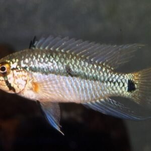 1 Red Spotted Severum 3" Wild Caught RARE Limited quantity FAST SHIP