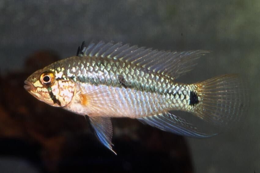 57_7e196ccc-5713-4dc0-8638-bb62bdaacbbd.jpg 1 Red Spotted Severum 3" Wild Caught RARE Limited quantity FAST SHIP