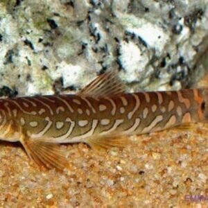 🐟 3x Melini Corydoras False Bandit Cory- Nano Wonders ! 🌈CRAZY PRICE Live Fish