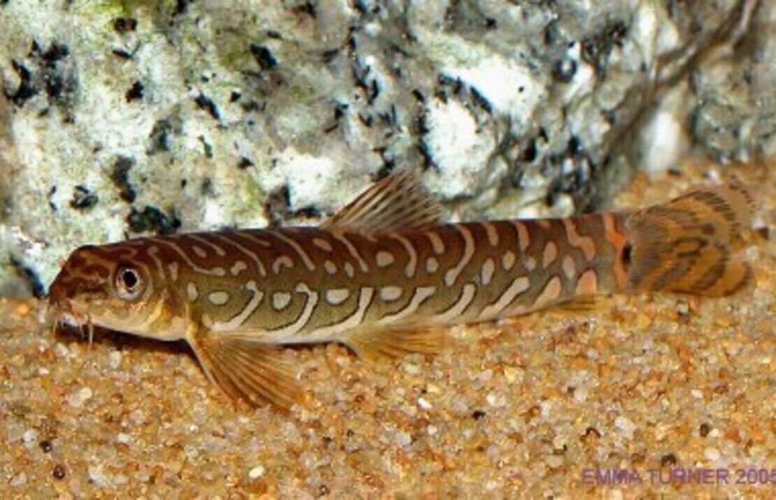 57_7f2930b2-1830-4adf-9e8c-e44278ecd4d7.jpg π 3x Melini Corydoras False Bandit Cory- Nano Wonders ! πCRAZY PRICE Live Fish