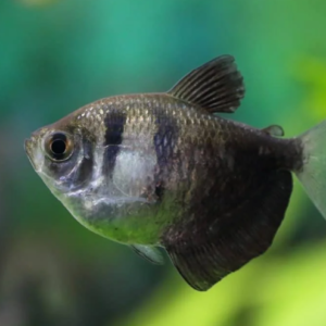 6 PACK X-Ray Tetras - Stunning Fish Freshwater Live Fish FAST Ship