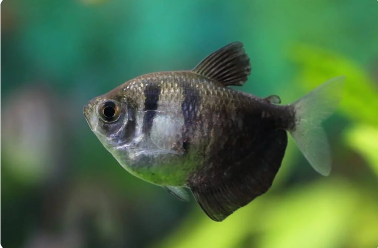 57_8005248c-0a57-445d-99e0-f5db63954b7f.png 6 PACK X-Ray Tetras - Stunning Fish Freshwater Live Fish FAST Ship