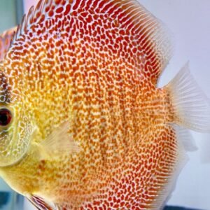 Lemon Cichlid 2" Lamprologus Leleupi "Yellow" Live Fish for Tropical Aquarium