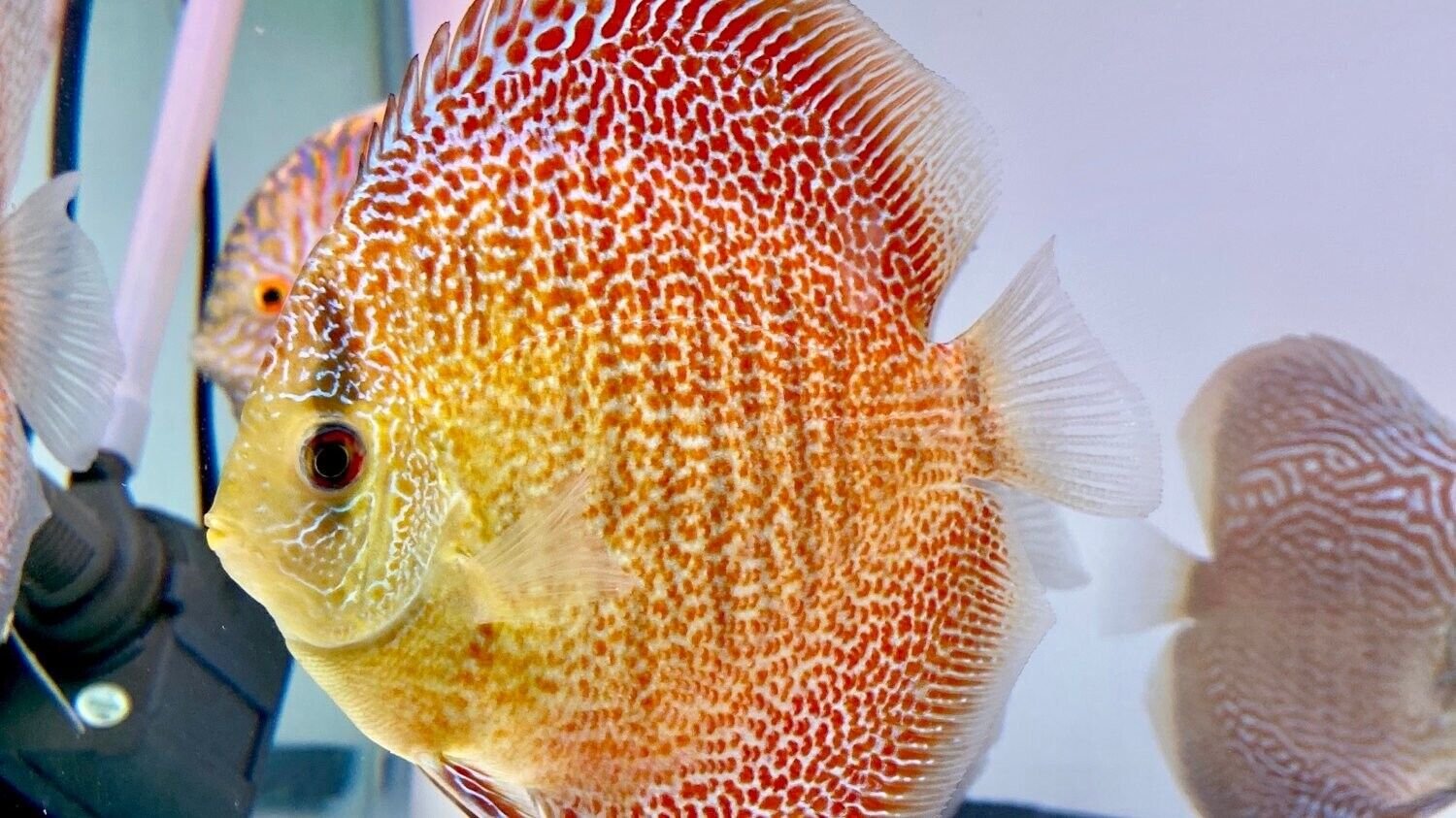 57_817f7b86-bc63-4f61-ba08-ea27e9e71605.jpg Lemon Cichlid 2" Lamprologus Leleupi "Yellow" Live Fish for Tropical Aquarium