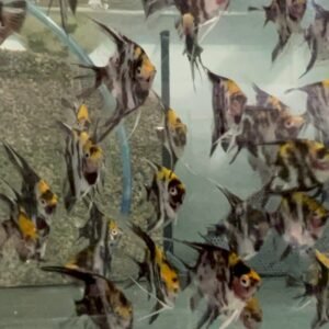 12-Pack Blue Tetra RARE Vibrant Live Fish Colorful FAST SHIP