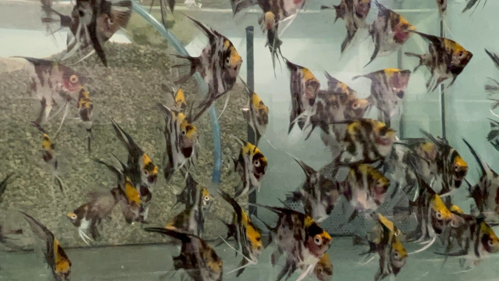 57_837863a6-fdf8-468f-874c-a79f64e84fde.jpg 12-Pack Blue Tetra RARE Vibrant Live Fish Colorful FAST SHIP