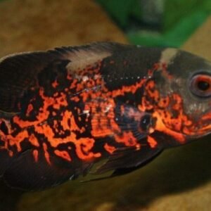 1 Pair Juvenile Apistogramma Cacatuoides Double Red FAST SHIP
