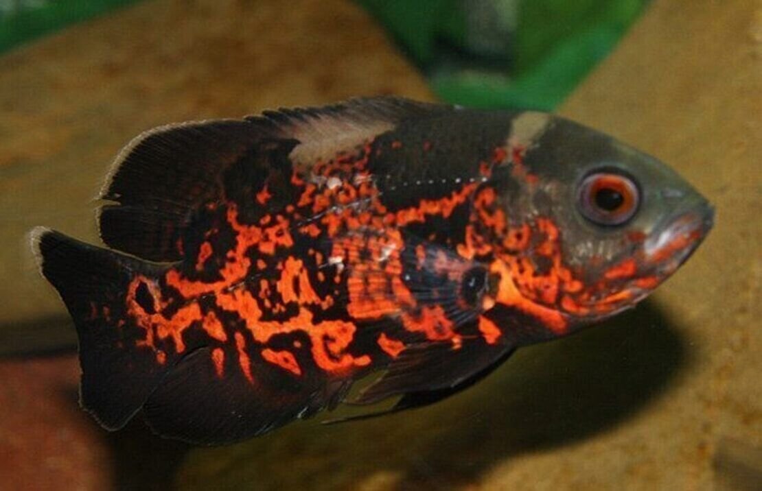 57_83dea14c-0dba-416c-bf10-3d297f0f6211.jpg 1 Pair Juvenile Apistogramma Cacatuoides Double Red FAST SHIP