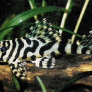 L18 Golden Nugget Pleco MED Wild Caught Live Fish Healthy Plecos Stunner
