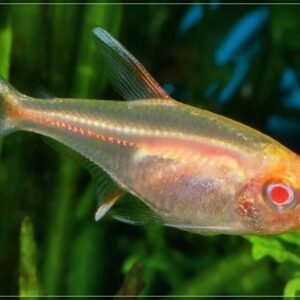 12, 24, 36, Gold Neon Tetra (Small size) Mesmerizing Vibrant Live Fish for your