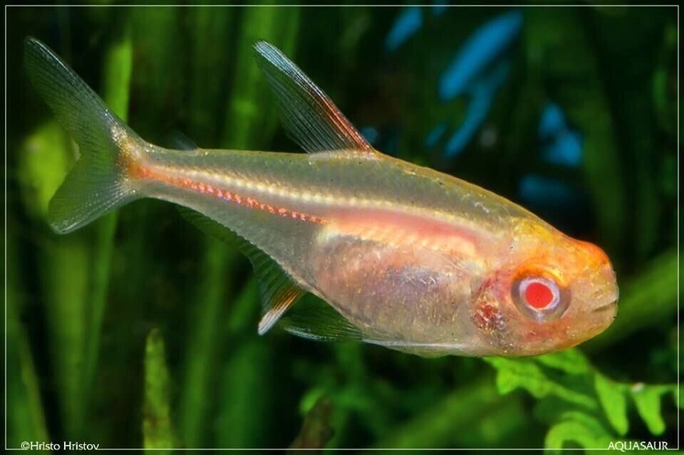 57_85cca89d-da2b-49a3-be83-2cfec3feb1b6.jpg 12, 24, 36, Gold Neon Tetra (Small size) Mesmerizing Vibrant Live Fish for your