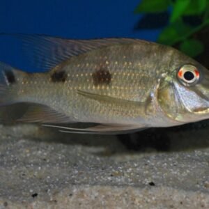 12 MACULATUS DWARF RASBORA (Boraras Maculatus) Nano Fish FAST SHIP Live Fish