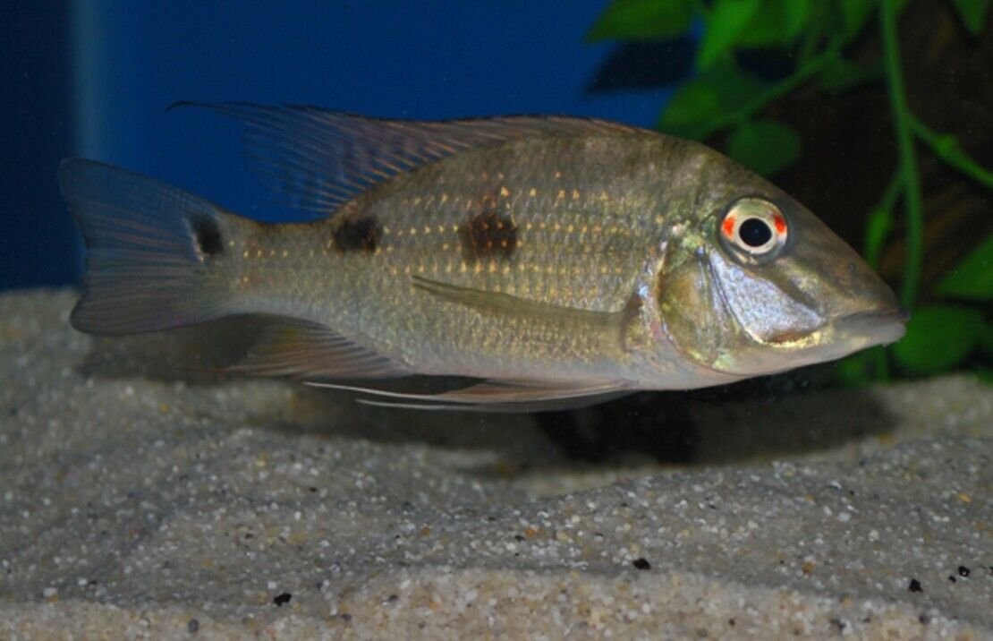 57_861395f7-e0b7-4117-a148-b4138f6253a0.jpg 12 MACULATUS DWARF RASBORA (Boraras Maculatus) Nano Fish FAST SHIP Live Fish