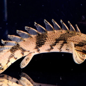 Parrot Cichlid (Hoplarchus Psittacus) Freshwater FAST SHIP