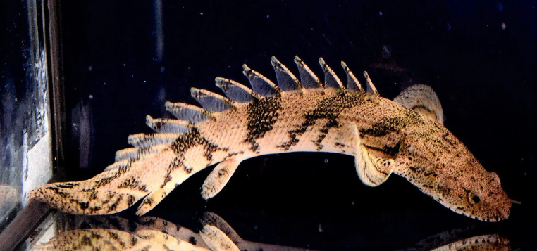 57_89655929-4a22-4672-947c-112e22d78d45.png Parrot Cichlid (Hoplarchus Psittacus) Freshwater FAST SHIP