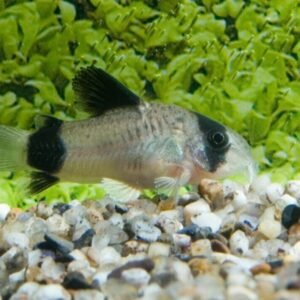 6-Pack Red Finned Rasbora Vibrant Live Fish: Colorful Community FAST SHIP