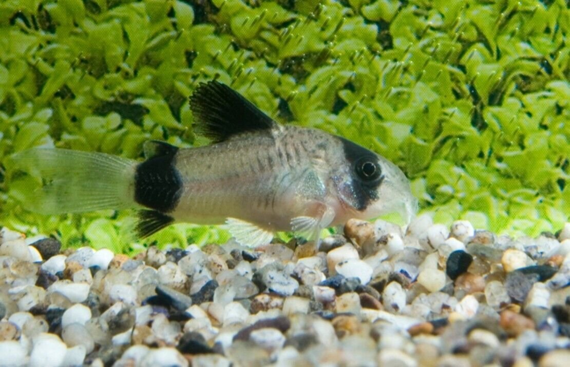 57_8a3be9d8-4bfa-44ce-9278-f19cdf8a86bf.jpg 6-Pack Red Finned Rasbora Vibrant Live Fish: Colorful Community FAST SHIP