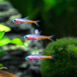 3 Redtail Black Sharks 1.5" awesome Active and healthy FAST SHIP