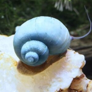 2 Zacco Taiwanensis 2.5" awesome Active and healthy RARE Fish FAST SHIP