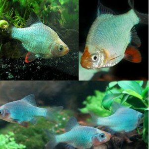 Orange Mini Lobster Cambarellus Patzcuarensis Live Freshwater Fish fun Addition