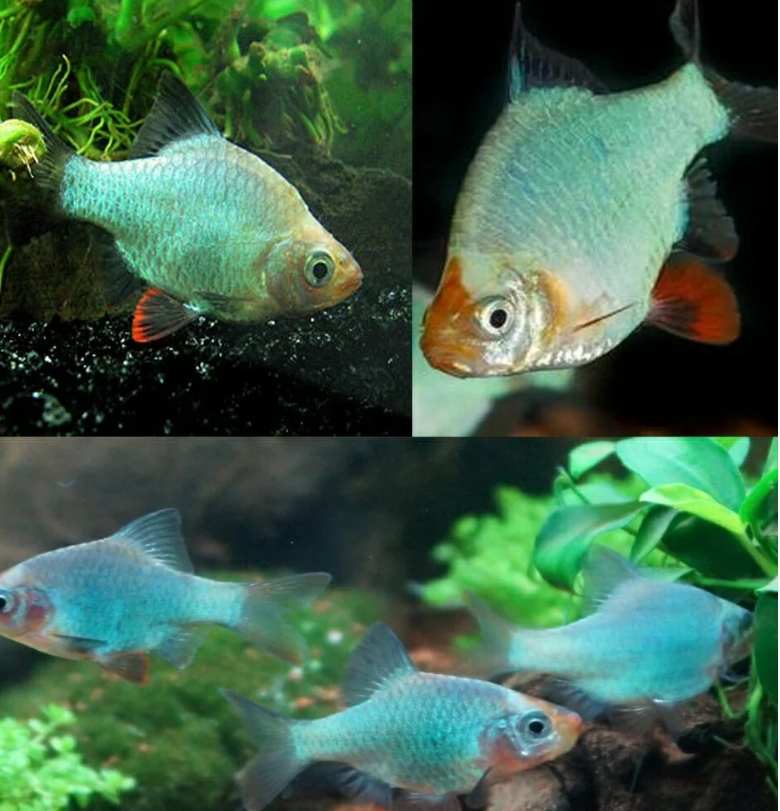 57_8b86a303-4ba5-4d61-9bd6-d82929997c55.png Orange Mini Lobster Cambarellus Patzcuarensis Live Freshwater Fish fun Addition