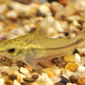 Cuvier's Bichir 2.5" Polypterus Senegalus Aquarium Fish Lively