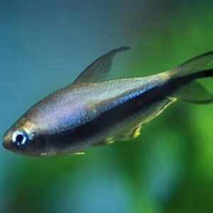 5x Blue Neon Rice Fish - Medium Size hard to get Tropical Aquarium Live Fish!
