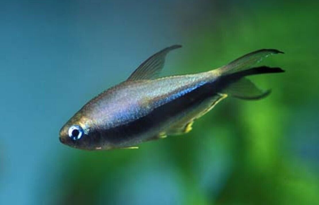 57_8c7e8d70-77c2-40b6-b7b4-c009887486b9.jpg 5x Blue Neon Rice Fish - Medium Size hard to get Tropical Aquarium Live Fish!