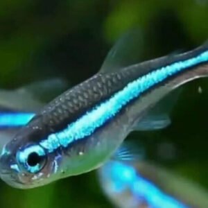 6 Brazilian Marble Hatchet Fish Freshwater Tropical Fish Carnegiella Strigata