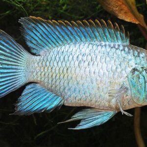 2x Albino Red Pacu 1.75 Plus Unbeatable Price Beautiful Live FAST SHIP