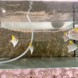π« 2 Lanceolata Whiptail Catfish (Chocolate Color Whiptail) Live Freshwater Fish