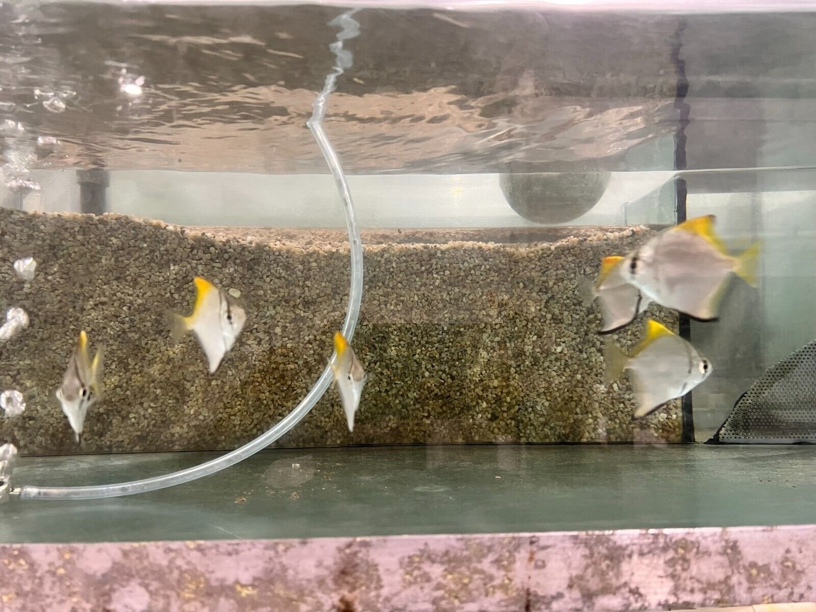 57_8db702c8-f054-4b78-8eb6-befcfb57b65c.jpg π« 2 Lanceolata Whiptail Catfish (Chocolate Color Whiptail) Live Freshwater Fish