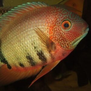 2x Red Oscars 1.5" Astronotus Ocellatus Live Fish FAST SHIP