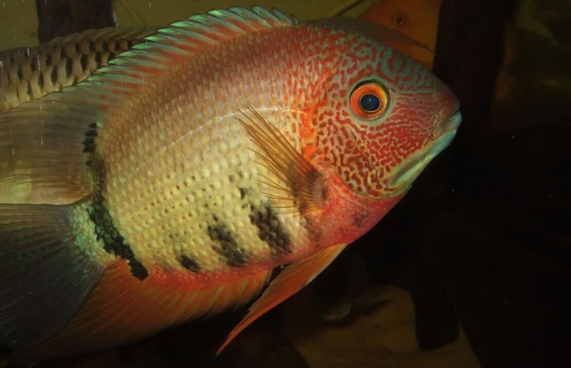 57_8df6a252-05f7-447b-98b0-a8dde3881177.jpg 2x Red Oscars 1.5" Astronotus Ocellatus Live Fish FAST SHIP