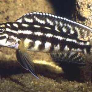12 Pack Pink Convict Cichlids 1.5" - Nice Freshwater Live Fish Healthy Active