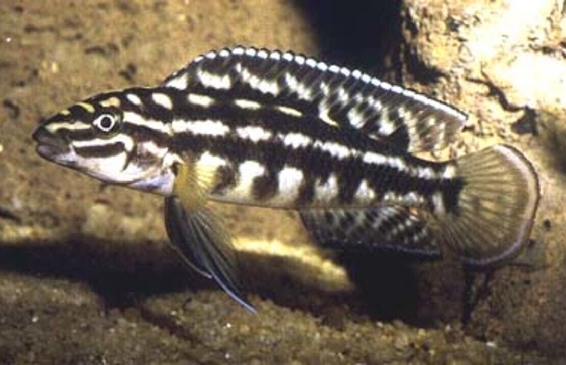 57_8e045008-c76b-41a0-b5e0-2d0567c55833.jpg 12 Pack Pink Convict Cichlids 1.5" - Nice Freshwater Live Fish Healthy Active