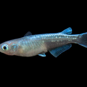Tropheus Moorii Murago 1.5" - 2" Live Cichlid Fish - Freshwater FAST SHIP