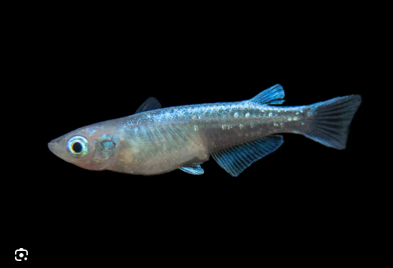 57_8e0b3285-a15c-46c2-b9d5-015ffe624564.png Tropheus Moorii Murago 1.5" - 2" Live Cichlid Fish - Freshwater FAST SHIP